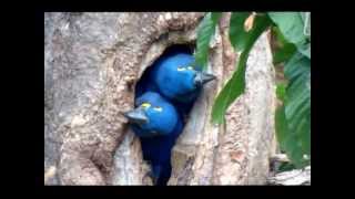 NATURECO Pantanal Hyacinth Macaws leaving the nest [upl. by Nyltiak747]