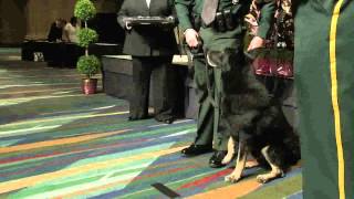 K9 Kenzo Awarded Medal of Honor [upl. by Rosenblast]