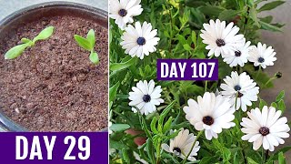 How to GROW DimorphothecaAfrican DAISY From Seed [upl. by Cochard]