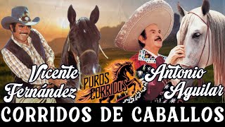 Vicente Fernández y Antonio Aguilar con Tambora ⭐ 30 Éxitos Corridos de Caballos Famosos Mix 🏇 🐎 🐴 [upl. by Nahtad232]