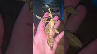 Second gynandromorph Australian spiny leaf insect pag9 in the world insects shorts short bug [upl. by Scoter702]