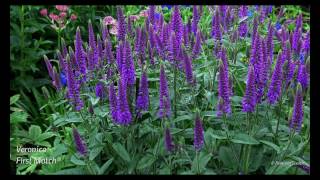 Veronica Longifolia First Match® 4K [upl. by Elleahcim]