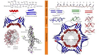 Macromolecules Proteins Polysaccharides Nucleic Acids Lipids [upl. by Einnod23]