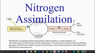 Nitrogen Assimilation in plants [upl. by Noda]