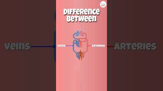 Arteries vs Veins What’s the Difference [upl. by Nohsyar103]