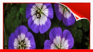 16 EyeCatching Varieties Of Hardy Geranium 🛋️ [upl. by Aneehsor]