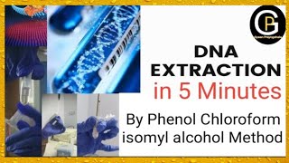 DNA extraction by Phenol Chloroform Isomyl Alcohol Method Part1 DNA Extraction Experiment [upl. by Aleel504]