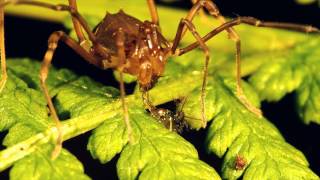 Tropical harvestman feeding on a midge AVI [upl. by Elimac]