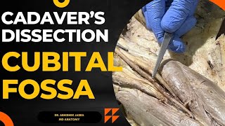 Content of CUBITAL fossa on CADAVER  Must watch DrAbhishekJasra [upl. by Airb]