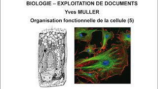 5 Le cytosquelette  Thème  Organisation fonctionnelle de la cellule [upl. by Lindon659]