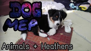 Animals  Heathens Mashup  DOG MEP  Hunde MEP GermanEnglish 🐶❤️ [upl. by Holofernes115]