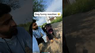 Jaan de dege😂doglover sorts sorst dogcomedy dogfunny darulovers comedy terndinge dog [upl. by Asirram]