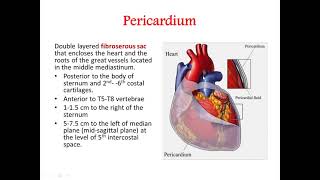 Pericardium and Heart Anatomy [upl. by Reyaht286]