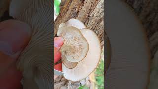 Seta De Ostreatus shorts mushroom niscalos boletus setas hongos [upl. by Knuth]