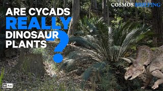 Are cycads really dinosaur plants  Cosmos Briefing [upl. by Strage]