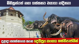 දළදා නමස්කාරය කරන දෙව්පුර ගජරජවරු 2024Tame tuskers are worshiping sri dalada maligawa 2024 [upl. by Estele]