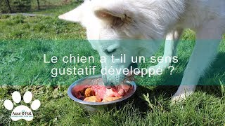 5 choses à savoir sur le sens gustatif du chien  Assur OPoil [upl. by Godfrey114]