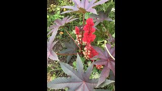 Castor Bean Plant Profile [upl. by Annotahs]