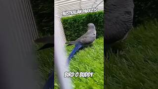 Australian parrots birds parrot youtubeshorts [upl. by Aeslehs532]