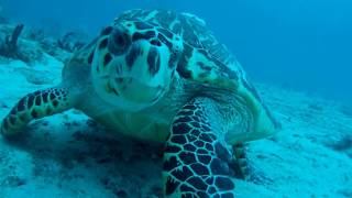 Friendly Hawksbill Sea Turtle [upl. by Ecilahc]