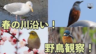 春の川沿い！野鳥観察！セグロカモメ・カワセミ・メジロ・イソヒヨドリ [upl. by Darin]