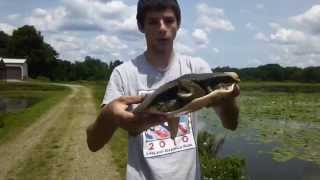 Catching a huge softshell turtle [upl. by Ecnerol]