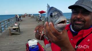 Flagler Beach Pier Fishing SHEEPSHEAD [upl. by Kalbli]