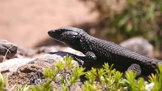 Black girdled lizard Cordylus niger  Cape of Good Hope SouthAfrica 9112013 [upl. by Puff591]