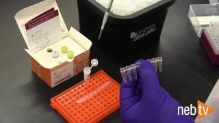 Troubleshooting tips for Q5 Site Directed Mutagenesis Kit [upl. by Htebasil]