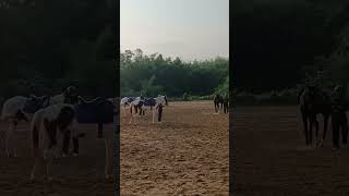 Horse riding at Sukhovi  Nagaland [upl. by Rudolph]