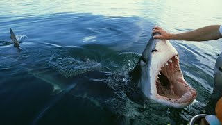 Great White Shark encounters that will TERRIFY you [upl. by Matland]