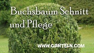 Buchsbaum Schnitt  Buchsbaum Pflege [upl. by Laureen]