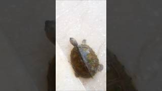 Pet Turtle  Growing Well  travel reptiles turtle babyturtles [upl. by Runkle571]