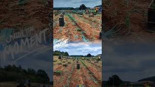 4k  Munca Anglia Agricultura Ceapa14 septembrie 2024 [upl. by Sldney]