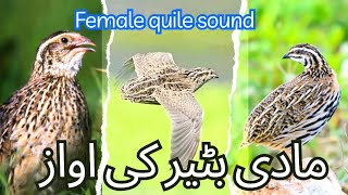 made batair ki awaz quail 👈  batair ke awaz 📢 shikar ka liya [upl. by Blen811]