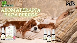 Holistic Aromaterapia para perros  Naturance [upl. by Ahtaga]