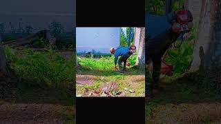 First Steps to a Clean and Beautiful Garden CleanGrassGardenCleaningGardenBeautification [upl. by Salina]