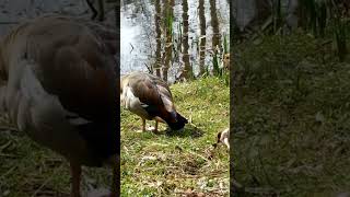 Plumage in the grassy landbirds [upl. by Bough]