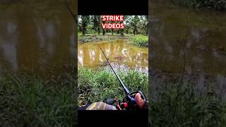 CASTING HARUAN  CASTING GABUS  FULL VIDEOS ON MY CHANNEL fishing mancing castingharuan angler [upl. by Homer]