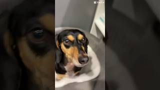 ✨ funny dachshund lovemydachshund [upl. by Marwin]