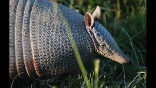 La Mulita o Armadillo [upl. by Dammahom]