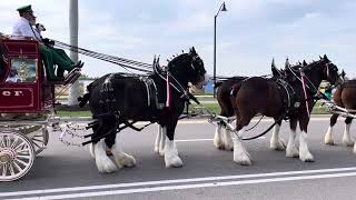 Budweiser Clydesdales Cool Today Park North Port FL 21724 [upl. by Varipapa254]