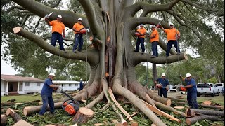 tânsky  cut down old trees before storm [upl. by Anihs168]