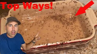 The BEST Homemade Fruit Fly Traps Ill prove it [upl. by Eissert]