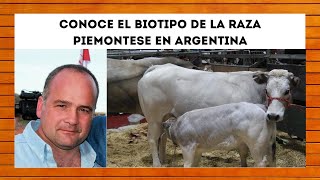 🔴APRENDE SOBRE LA RAZA PIEMONTESE ACTUALIDAD Y FUTURO DE ESTA RAZA PRODUCTORA DE CARNE EN ARGENTINA [upl. by Skipper935]