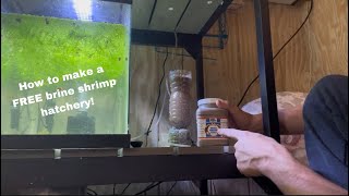 How to make a FREE Brine Shrimp Hatchery [upl. by Schlicher]