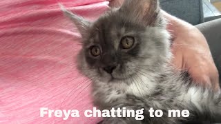 Listen To The Adorable Chatter Of Freya The Maine Coon Kitten [upl. by Akemyt]