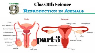 REPRODUCTION IN ANIMALS  Class 8 chapter 9 ncert  part 3 [upl. by Mathilde338]