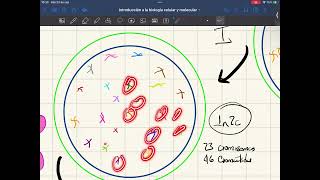 Repaso meiosis y aneuploidías [upl. by Himelman]