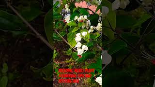 adipoli Bleeding Heart plant flowering tips and fertilizer potting mix in malayalam Littystephe [upl. by Petersen92]